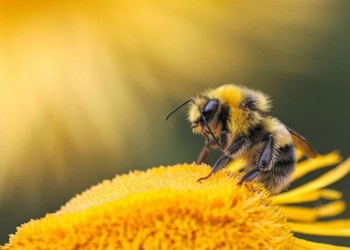 Neden Arıları Korumalıyız? Arıların Önemi